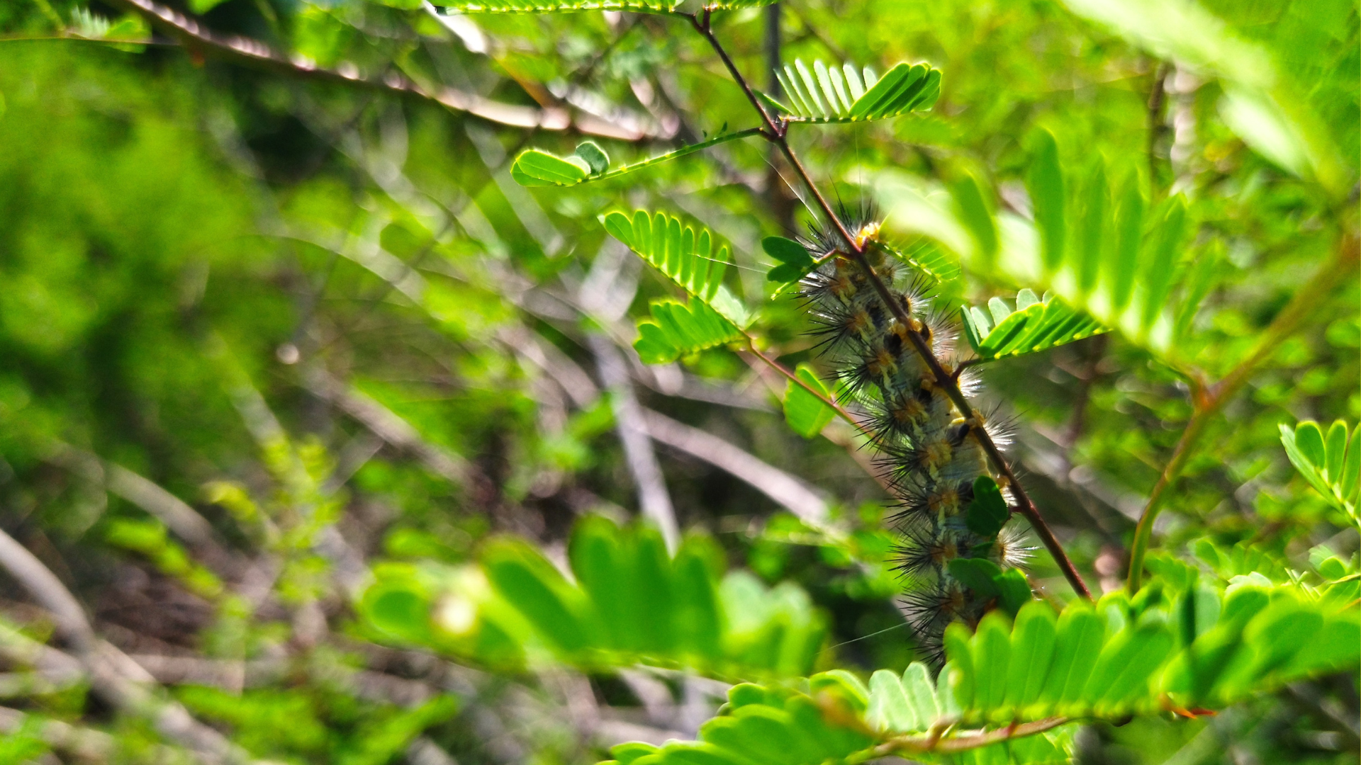 Noctuidae caterpillar holding on to an acacia branch